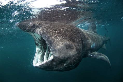 Basking Shark (Cetorhinus Maximus) - Lifestyle, Diet, and More