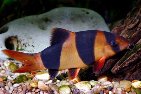 10 Thing You Need to Know About the Clown Loach - Xtrapets