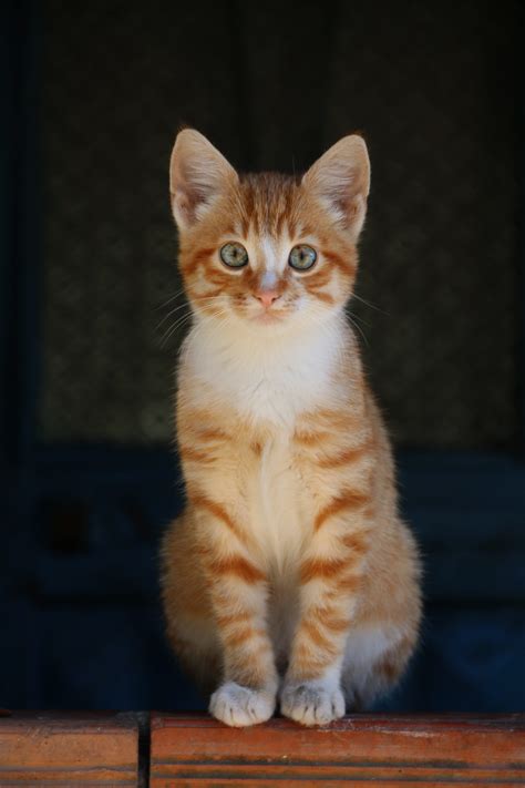 one animal, close-up, on top, street, animal portrait, orange, pets ...