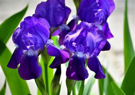 The Enchanting Iris: A Complete Guide to its Meaning & Magic - Petal ...