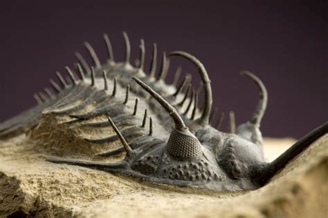 El mundo de los fósiles.: TRILOBITES