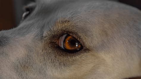 Dog Whale Eye: The Real Meaning Of The Canine Side Eye – PawSafe