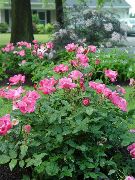 Garden Housecalls - Rose Pink Knock Out(R)