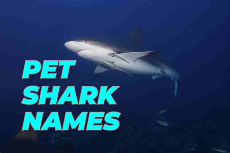 Pet Shark Names: 200 Unique Name List For Your Aquatic Companion