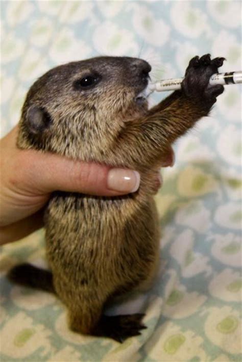 Baby Woodchuck | Cute baby groundhog! April 25, 2011 | Central KY ...