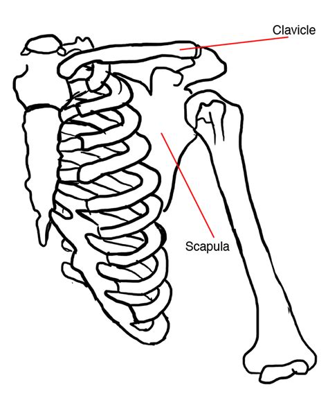 Pectoral Girdle Diagram - ClipArt Best