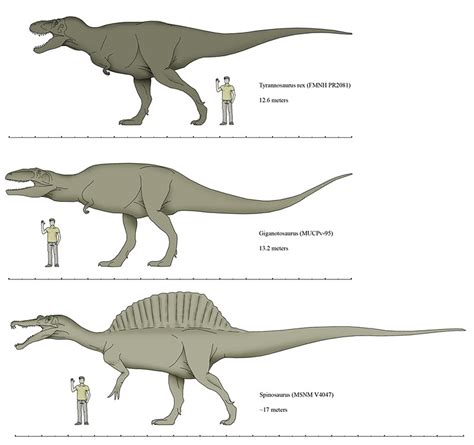 Giganotosaurus Size Comparison