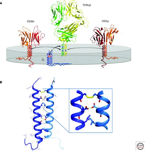 Structural Biology of the T-cell Receptor: Insights into Receptor ...