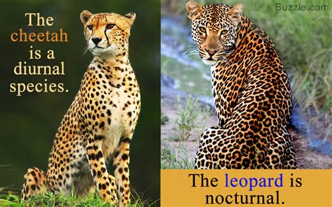 Cheetah Vs. Leopard - Know the Differences and Similarities