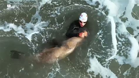 Hawaiian Monk Seal attack: Rocky the seal attacks swimmer at Kaimana ...