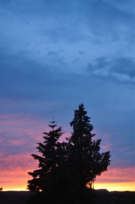 Sky,sunset,tree,cloud,sunset sky - free image from needpix.com