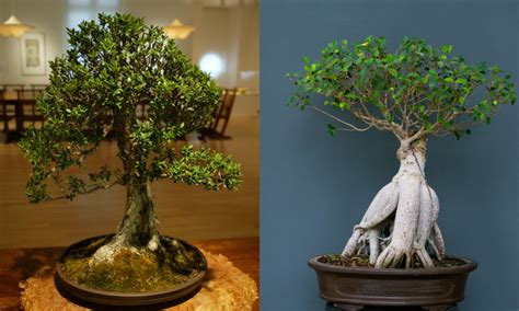 Indoor Bonsai Tree Care - The Bonsai Master