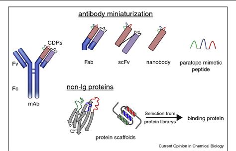 Figure 1 from Synthetic antibody mimics for the inhibition of protein ...