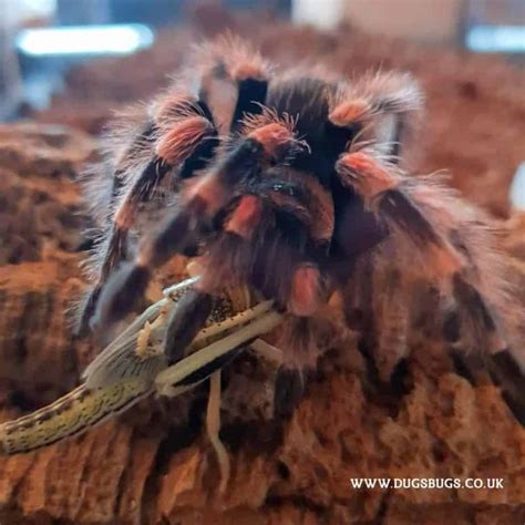 What Do Tarantulas Eat? - Dug's Bugs