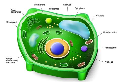 Lab 2 - Plantae and Animalia - SCIENTIST CINDY