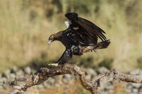 spanish imperial eagle | High-Quality Animal Stock Photos ~ Creative Market