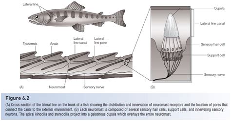 Lateral line system - Fishes