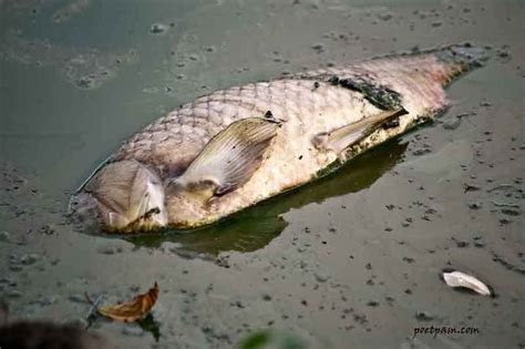 When and why do these fish species die in the Lost Lagoon? - Vancouver ...