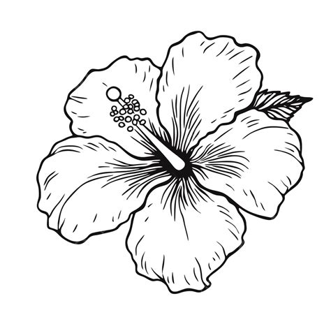 Hibiscus Flower Outline Is Shown Sketch Drawing Vector, Flower Drawing ...