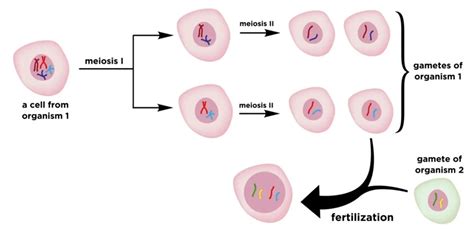 How Meiosis Occurs in Germ Cells and Human Life Cycle ~ Biotechfront