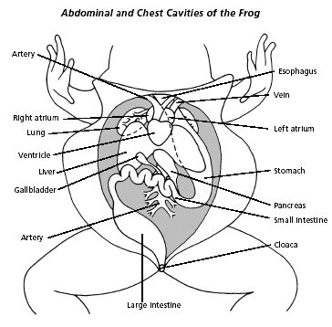 Frog Dissection - BIOLOGY JUNCTION