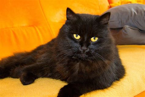 Is it True That All Black Cats Have Yellow Eyes? The Myth, Facts & FAQ ...