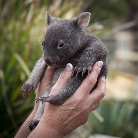 Tasmania - Wildlife and Conservation with Wilderness Flight Safari ...