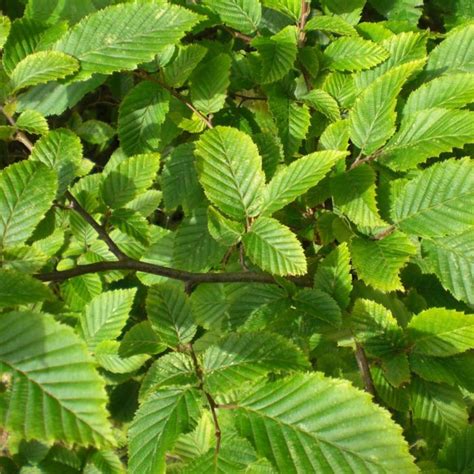 Planting Bare Root Hornbeam Hedge - The Best Picture Of Beam