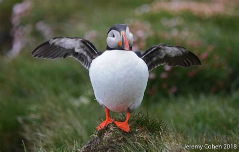 Látrabjarg Cliffs - See The Puffin Metropolis of Iceland