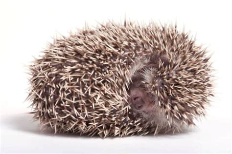 How To Keep Hedgehogs From Hibernating - Petstant