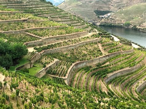 Wine Tasting along the Douro River: A Tasteful Memoir - Beau Monde ...