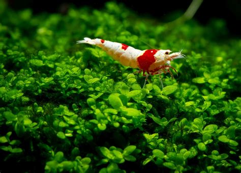 10 Best Plants for Shrimp Tanks - Build Your Aquarium