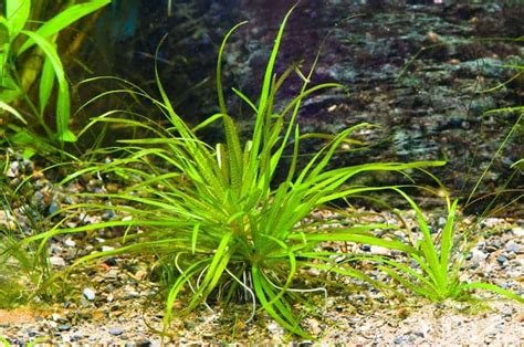 8 Aquarium Plants That Stay Small | Great Foreground Plants