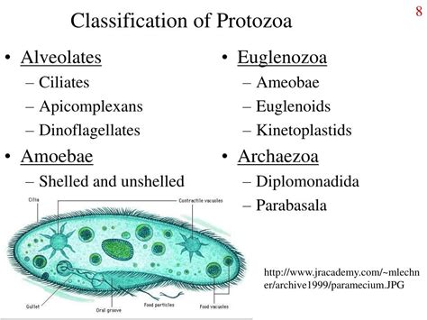 PPT - Kingdom Protista PowerPoint Presentation - ID:256836