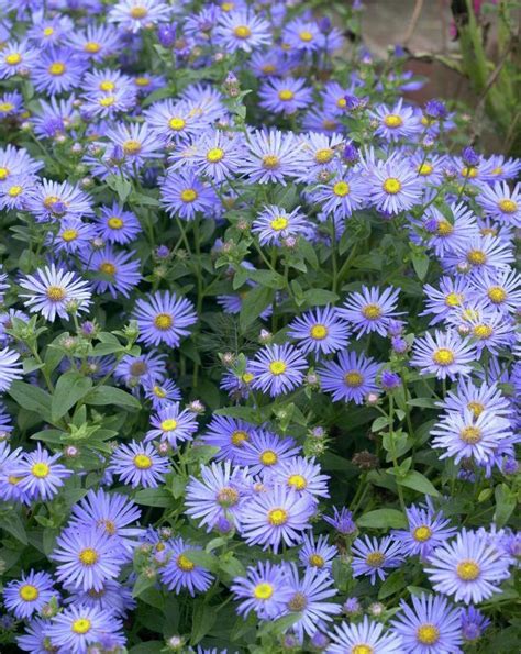 Aster - Hardy Perennial Plants - Spring Planting - Bulbs, plants and ...