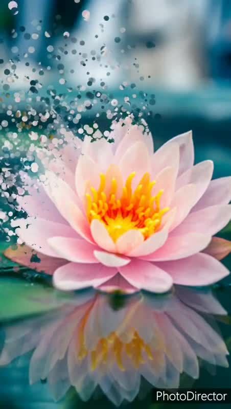 Lotus | Photo Animation Contest｜User Gallery｜CyberLink