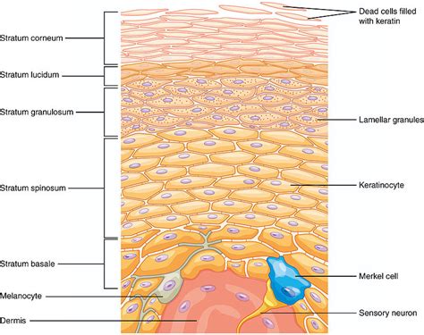 Stratified Squamous Epithelium Non Keratinized Labeled