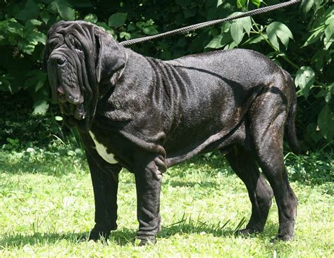 Biggest Dog Breed In The World