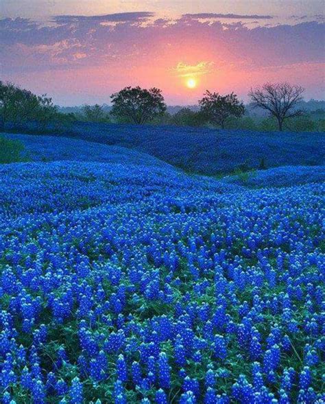 578 best Bluebonnet images on Pholder | Austin, Texas and Aww