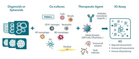 Organoid, Fibroblast, and Immune Cell Co-Culture | Crown Bioscience