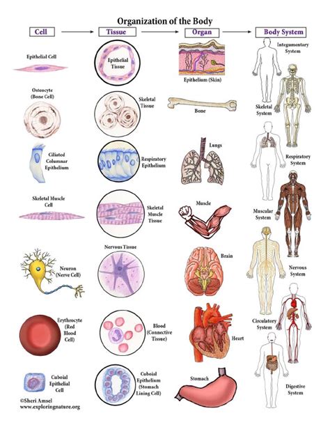 Connecting the Cells to Tissues to Organs to Organ Systems Diagram ...