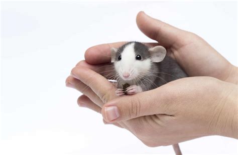 Best Pet Rat Names: 150+ Ideas for Naming Your Little Rascal