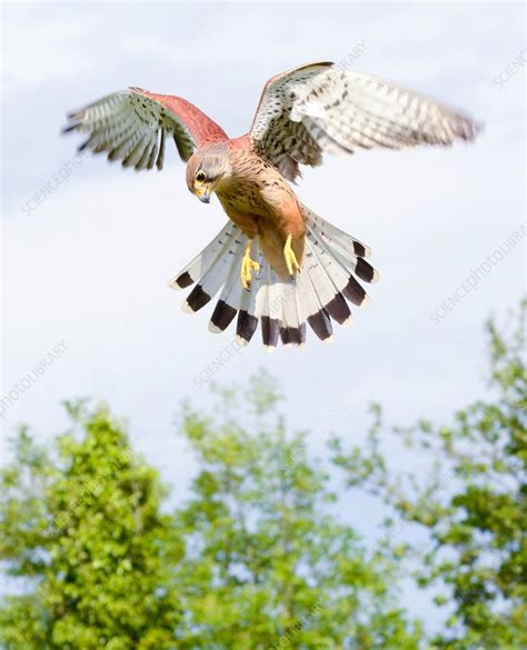 Common kestrel hovering - Stock Image - C038/4389 - Science Photo Library