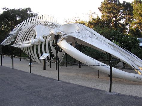 Blue Whale Skeleton | The Blue Whale Skeleton at the Santa B… | Flickr