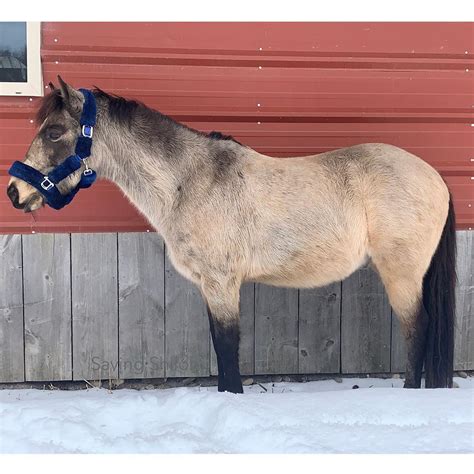 Buckskin Horse Show Jumping : Buckskin Horse - Show Jumping stock - 10. ...