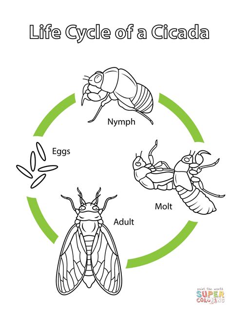 Life Cycle of a Cicada coloring page | Free Printable Coloring Pages