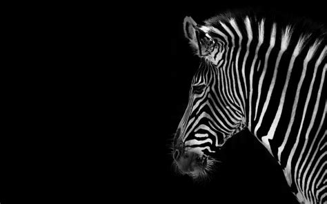 Zebra Wallpaper Desktop Hd