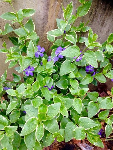 Lovely Vinca vine. This beauty lives through Winter and trails ...