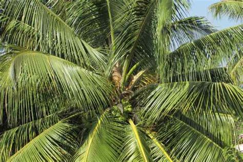 About coconut tree in English | Nariyal | uses of coconut tree