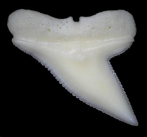 Shark Tooth ID Greater Hammerhead? - Fossil ID - The Fossil Forum